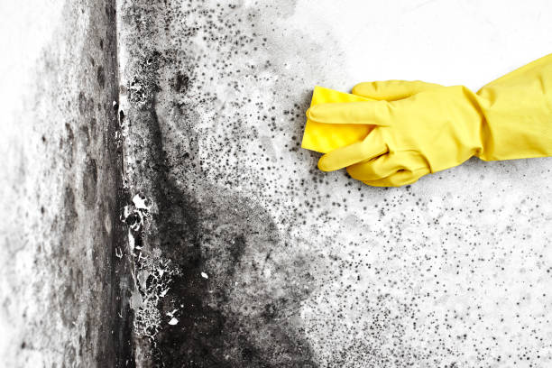 Best Home Mold Removal  in Mccaysville, GA