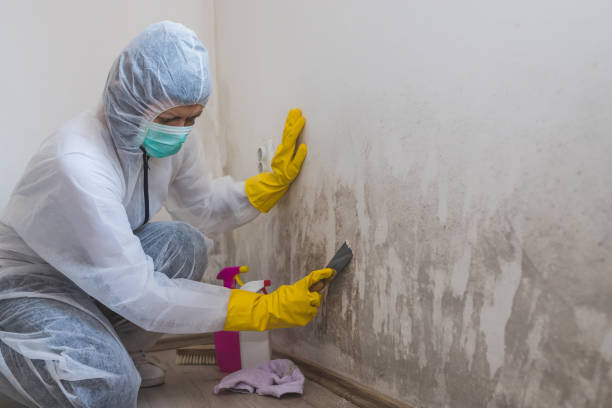 Best Mold Testing  in Mccaysville, GA