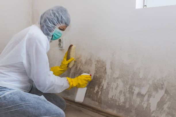 Mccaysville, GA Mold Removal Company