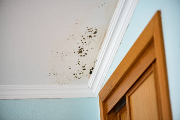 Best Mold Damage Repair  in Mccaysville, GA
