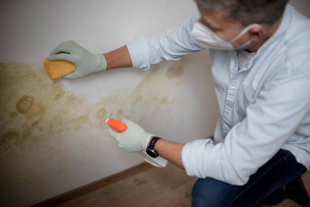 Best Fast Mold Removal  in Mccaysville, GA