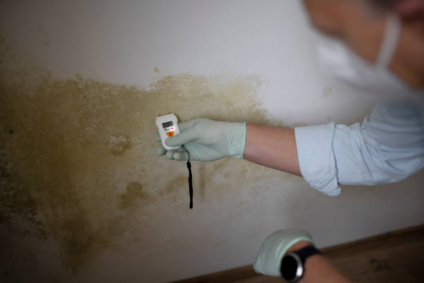 Certified Mold Removal in Mccaysville, GA