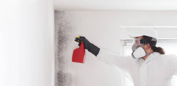Best Commercial Mold Removal  in Mccaysville, GA