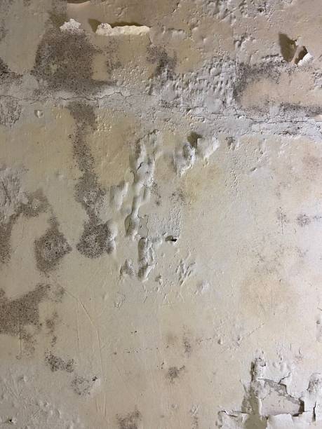 Best Commercial Mold Removal  in Mccaysville, GA