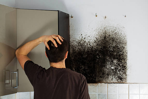 Best Attic Mold Removal  in Mccaysville, GA