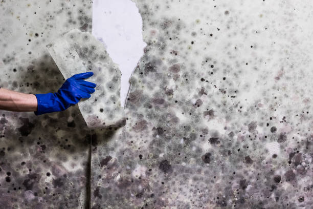 Best Same-Day Mold Removal  in Mccaysville, GA