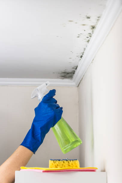Best Office Mold Removal Services  in Mccaysville, GA